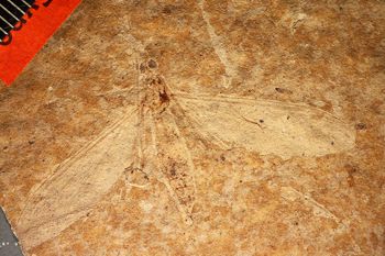 Media type: image;   Entomology PALE-1167